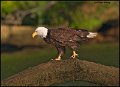 _0SB0486 american bald eagle